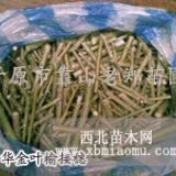 金葉榆接穗|優(yōu)質(zhì)金葉榆價格|金葉榆種條|嫁接接穗|苗木種條