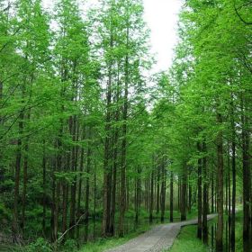 基地直銷各種規(guī)格水杉100萬(wàn)棵