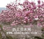 紅玉蘭價(jià)格行情，紫玉蘭樹基地圖片