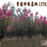 山西花木價(jià)格，山西苗木價(jià)格紫薇價(jià)格，百日紅價(jià)格，紅葉小檗價(jià)格