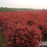 獨(dú)桿紅葉石楠價格//南京景華苗圃紅葉石楠價格