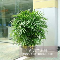 現(xiàn)代時(shí)園藝花卉綠植供應(yīng)