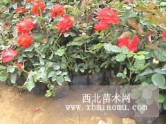 月季花基地專賣。紅帽月季，大花月季，盆栽月季（大棚苗）