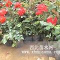 月季花基地專賣。紅帽月季，大花月季，盆栽月季（大棚苗）