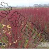 紅瑞木|優(yōu)質(zhì)紅瑞木生產(chǎn)|東北花灌木價(jià)格|遼寧耐寒苗木