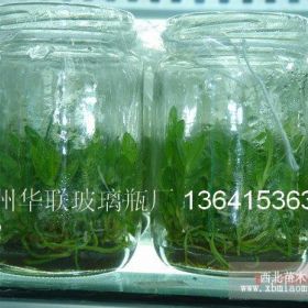 供應(yīng)菌種瓶，組培瓶，蟲草瓶，菌苗瓶。