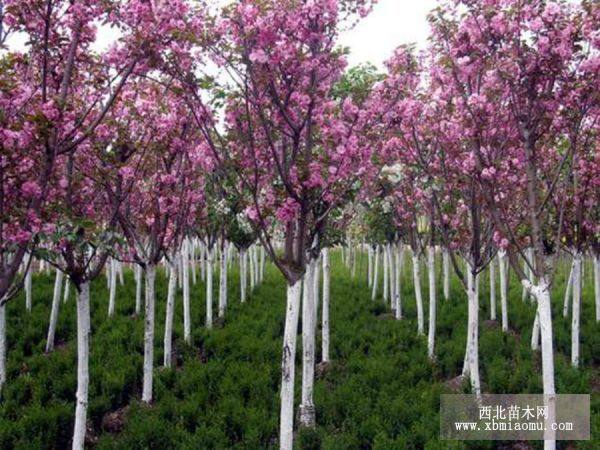 行道树——龙爪槐、国槐、樱花