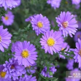 新疆烏魯木齊園林綠化（宿根花卉繁育基地）