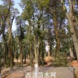 湖南益陽15公分18公分20公分移栽骨架香樟種植基地