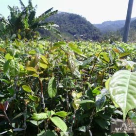 供应红花油茶嫁接苗