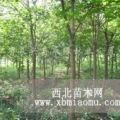 南京湯泉苗木公司花卉苗木場重陽木價(jià)格