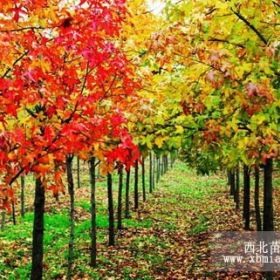 南京枫香树基地枫香树苗木价格枫香树产地价格