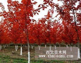 南京湯泉苗木公司花卉苗木場紅楓樹價格