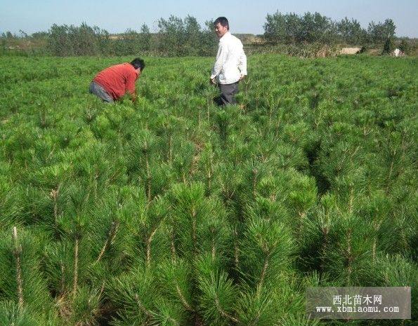 黑松苗，側(cè)柏苗