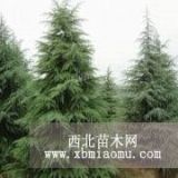 北方种植苗木雪松，雪松价格，3米雪松价格