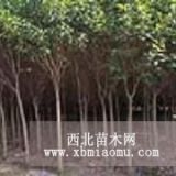 北方種植的苗木大葉女貞樹/大葉女貞價(jià)格/3公分大葉女貞價(jià)格