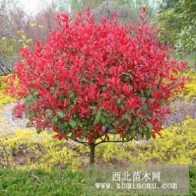 南京紅葉石楠小苗批發(fā)價(jià)格紅葉石楠小苗供應(yīng)行情