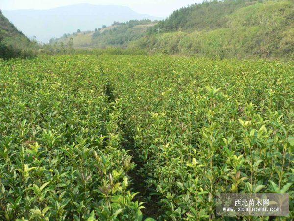 桂花、金桂、四季桂