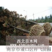 廣玉蘭價格|南京廣玉蘭|廣玉蘭基地