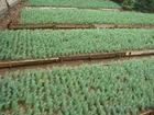 江西上饒雪松價(jià)格，南京雪松價(jià)格，陜西安康雪松價(jià)格