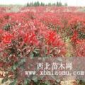 紅葉石楠球病蟲(chóng)害防治，紅葉石楠球價(jià)格，獨(dú)桿紅葉石楠球價(jià)格