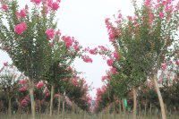 桂花 皂角 櫻花 紫薇 北美海棠 藍(lán)花楹 白玉蘭等