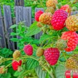 樹莓苗 雙季樹莓 紅樹莓 河北樹莓 北京樹莓 天津樹莓