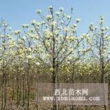 浦口区白玉兰树/2013年植树节白玉兰价格