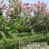 河南園林綠化苗圃基地供應(yīng)紫薇、薔薇、桂花