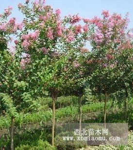 河南園林綠化苗圃基地供應(yīng)紫薇、薔薇、桂花