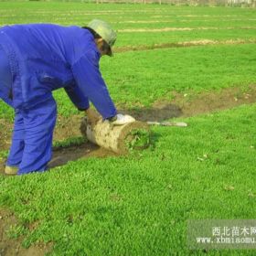 供应佛甲草、金娃娃萱草、红花绣线菊