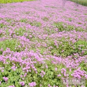 供应红花草、红花炸酱草、麦冬草