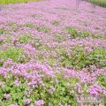 供應(yīng)紅花草、紅花炸醬草、麥冬草