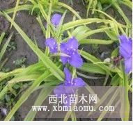 薄利多銷藍(lán)蝴蝶鳶尾