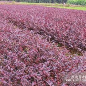 湖南红花继木工程苗、红花继木球、红花继木扦插苗