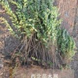 求购紫薇小苗1年生速生紫薇小苗紫薇苗批发出售1米高紫薇小苗