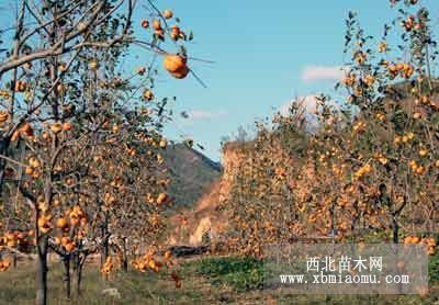 万亩萱草基地