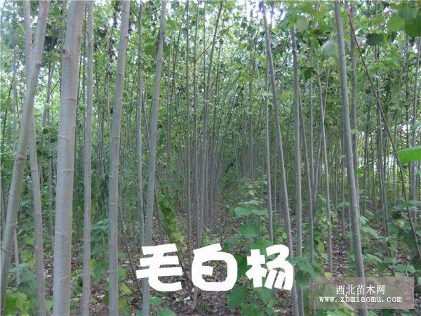 漳河柳、速生楊 垂柳 國槐