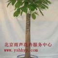 北京綠植租擺公司