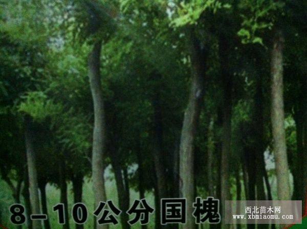 8-10公分國槐