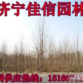 15公分白蜡 10公分白蜡 12公分速生白蜡