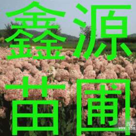 辽宁花灌木，大乔木，工程苗及小苗