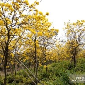 廣東中山黃花風鈴木