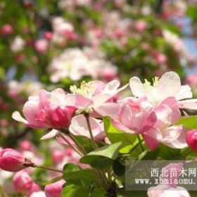 樱花苗，樱花苗价格，樱花苗基地，优质樱花苗，樱花树苗