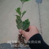 全國熱銷彩葉桂花，湖南彩桂，花葉桂花，變色桂花，長沙彩桂