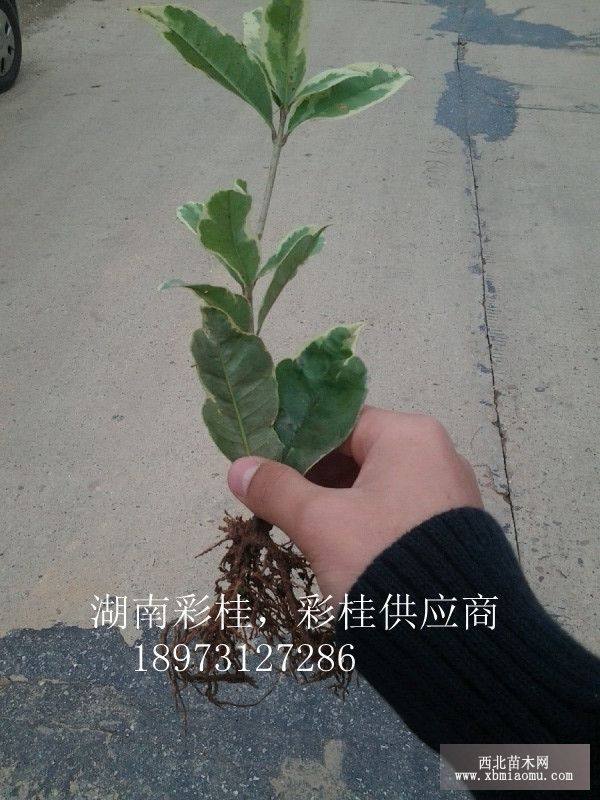 湖南彩桂，花葉桂花