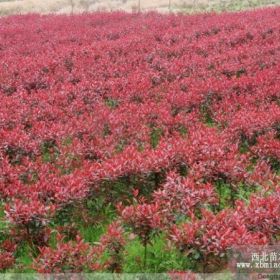 批发红叶石楠，湖南红叶石楠，红叶石楠价格，红叶石楠小苗