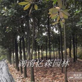 荷花玉蘭-湖南廣玉蘭-廣玉蘭價格-移栽廣玉蘭-云南廣玉蘭