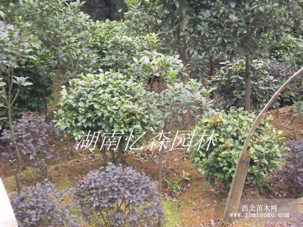 茶花基地-茶花樹-茶花價(jià)格