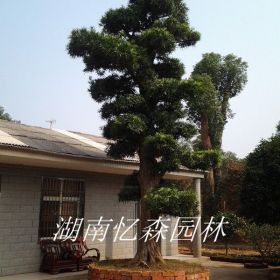 造型羅漢松-造型羅漢松價格-湖南造型羅漢松-跳馬造型羅漢松